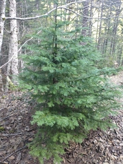 Abies procera