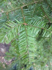 Abies procera