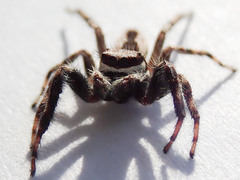 Menemerus bivittatus