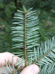 Abies procera