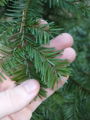 Abies procera