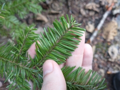 Abies procera