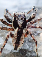 Menemerus bivittatus