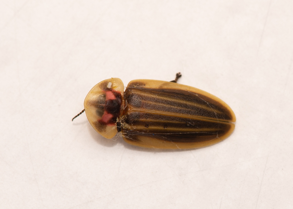 Aspisomoides costatum