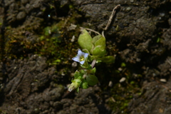 Gentiana tenuissima