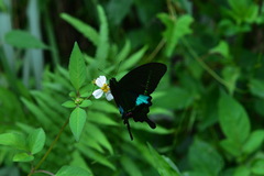 Papilio hermosanus