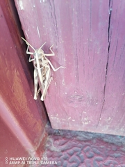 Cyrtacanthacris tatarica