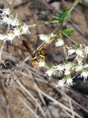 Poecilopompilus interruptus