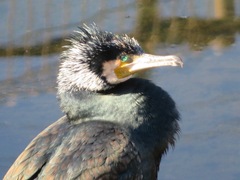 Phalacrocorax carbo hanedae