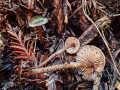 Pseudobaeospora stevensii