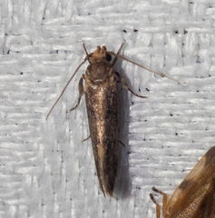 Craniosara pyrotricha