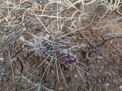 Opuntia tortispina