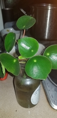 Pilea peperomioides