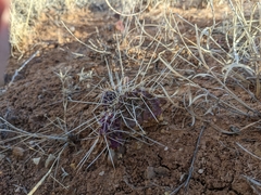 Opuntia tortispina