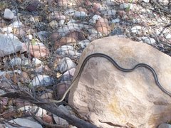Masticophis taeniatus