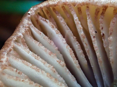 Entoloma cystomarginatum