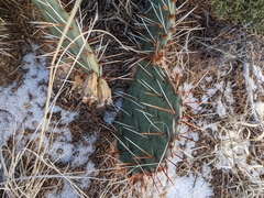 Opuntia phaeacantha