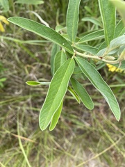 Eriosema psoraleoides