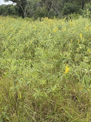 Eriosema psoraleoides