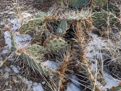 Opuntia phaeacantha