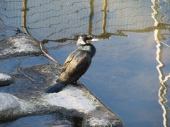 Phalacrocorax carbo hanedae
