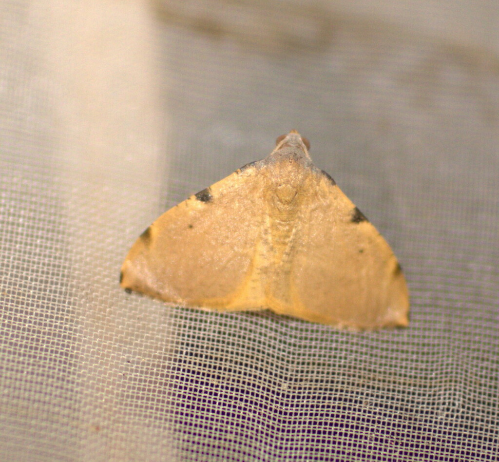 Platypepla
