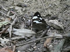 Heteronympha mirifica