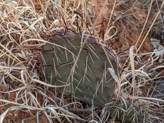 Opuntia tortispina