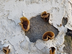 Peziza vesiculosa