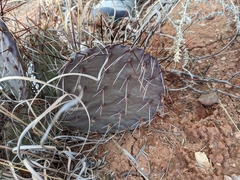 Opuntia tortispina