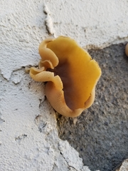 Peziza vesiculosa