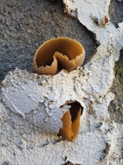 Peziza vesiculosa