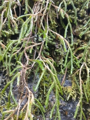 Selaginella oregana