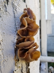 Peziza vesiculosa