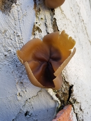 Peziza vesiculosa