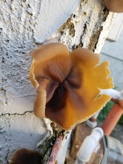 Peziza vesiculosa