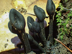 Trichoglossum