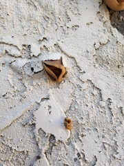 Peziza vesiculosa