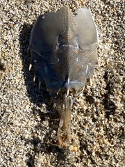 Blepharipoda occidentalis