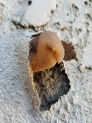 Peziza vesiculosa