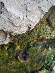 Peziza vesiculosa