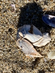 Blepharipoda occidentalis