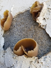 Peziza vesiculosa