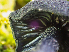 Entoloma serrulatum