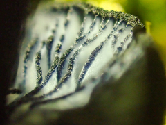 Entoloma serrulatum