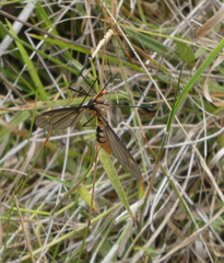 Leptotarsus clavatus