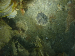 Siphonariida