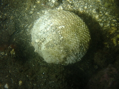 Scutarcopagia scobinata
