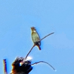 Psilopogon haemacephalus indicus