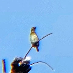 Psilopogon haemacephalus indicus